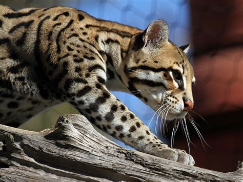 ocelot hunting animals.